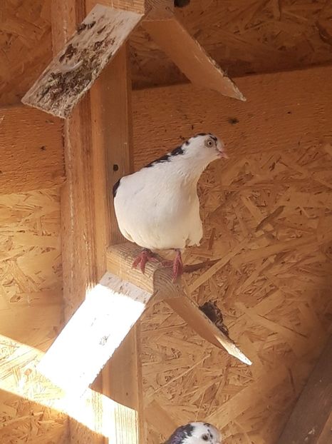  - porumbei galateni pe negru