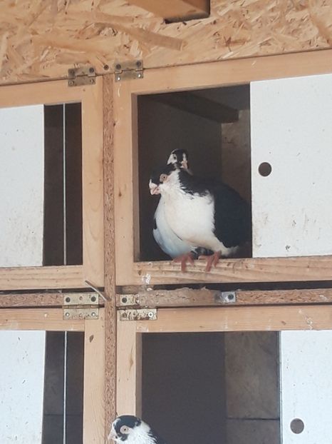  - porumbei galateni pe negru