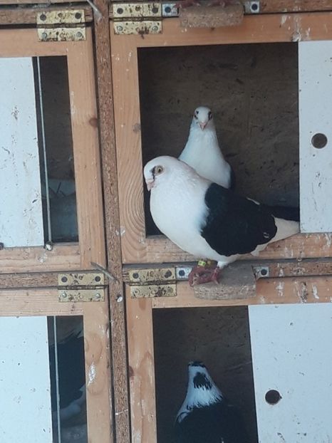  - porumbei galateni pe negru