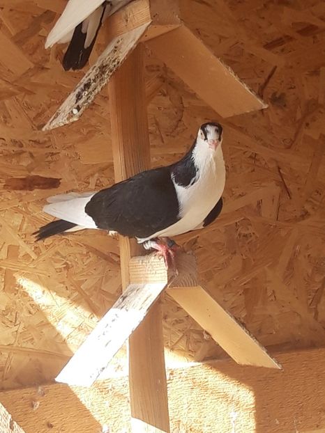  - porumbei galateni pe negru