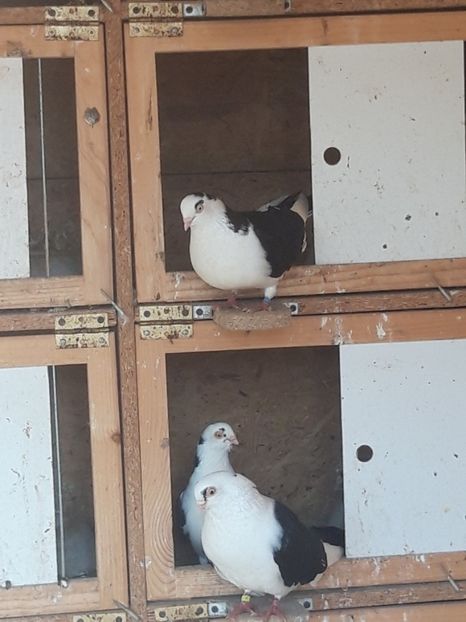  - porumbei galateni pe negru