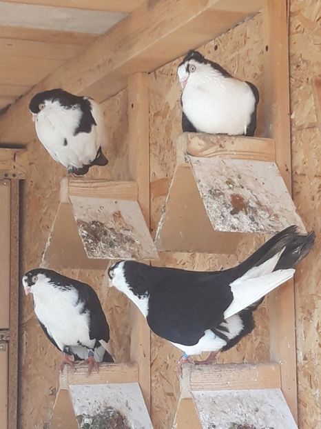  - porumbei galateni pe negru