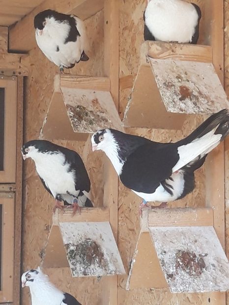  - porumbei galateni pe negru