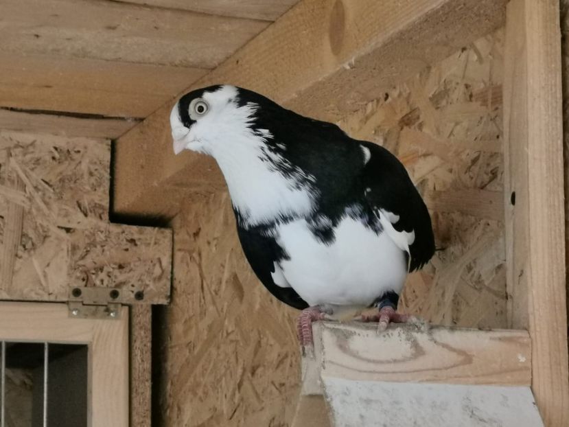 IMG-20200111-WA0055 - porumbei galateni pe negru