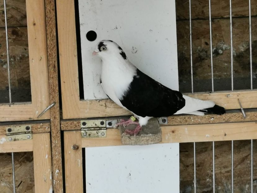 IMG-20200111-WA0052 - porumbei galateni pe negru