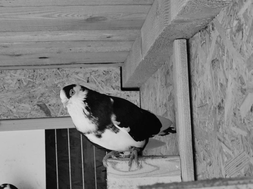 IMG-20200111-WA0047 - porumbei galateni pe negru