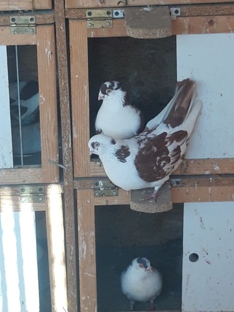  - porumbei galateni pe rosu