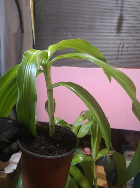 crinum Moorei - Flori apartament