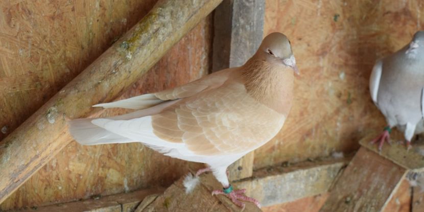 M 2019 - 3_1 Diluati