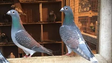  - NU AMI APARTIN 2020