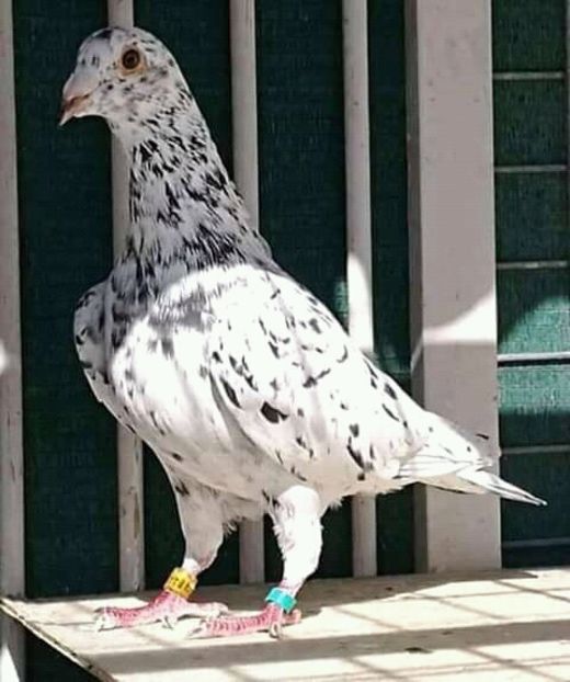  - NU AMI APARTIN 2020