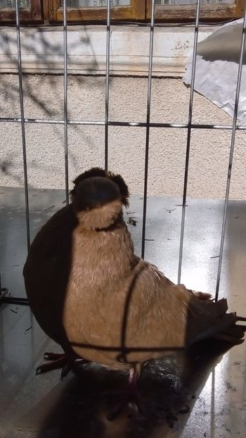  - JUCATORI BIMOTATI DE ARDEAL