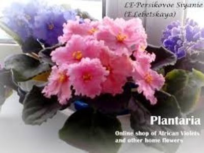 LE-Persikovoe Sinjanie - 1 provizoriu