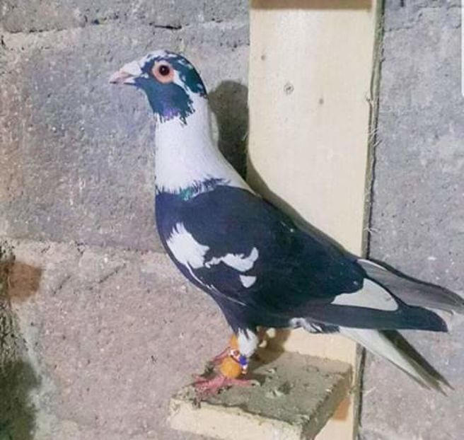  - NU AMI APARTIN 2020