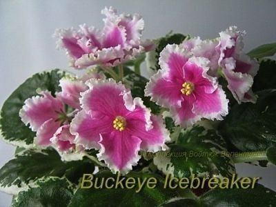 Buckeye IceBreaker - 2 Rezervate 2