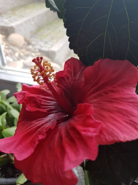  - Hibiscus