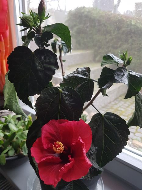  - Hibiscus