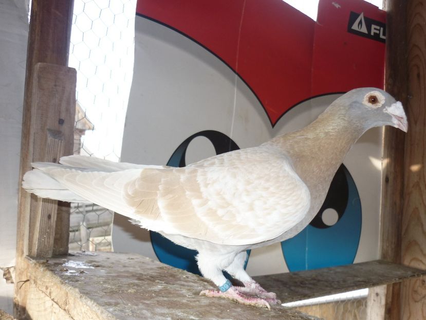 P1190397 - Voiajori stil vechi 2020