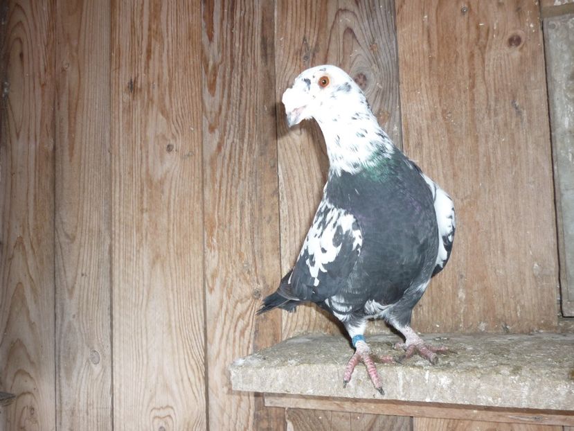 P1190432 - Voiajori stil vechi 2020