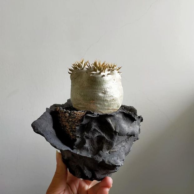 Pachypodium eburneum - Vase - aranjamente - accesorii