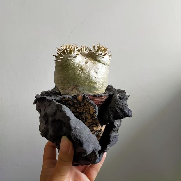 Pachypodium eburneum - Vase - aranjamente - accesorii