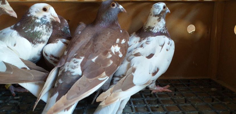  - Porumbei meulemans