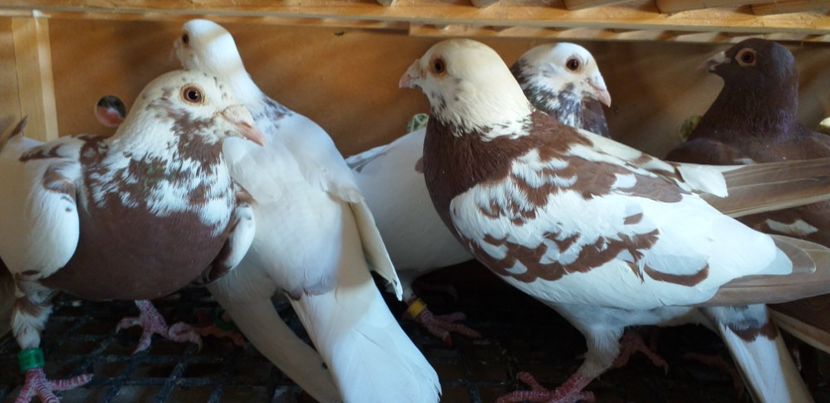  - Porumbei meulemans