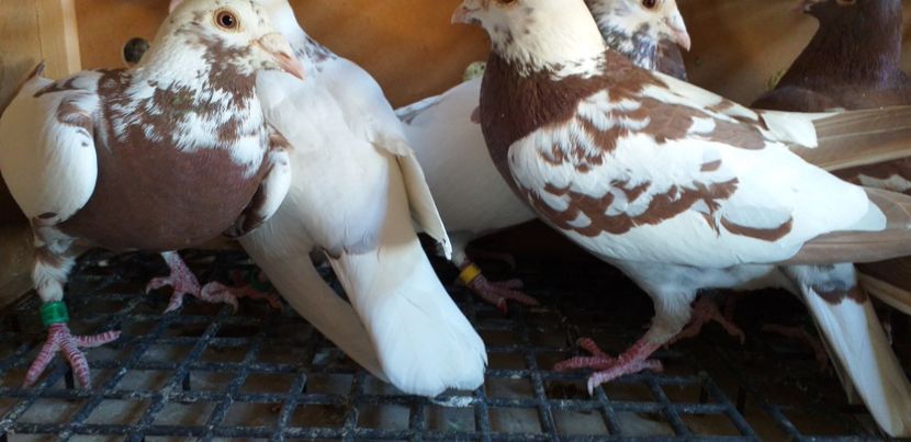  - Porumbei meulemans