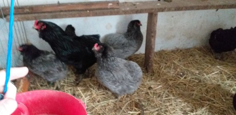  - Gaini Araucana