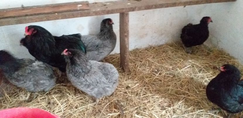  - Gaini Araucana