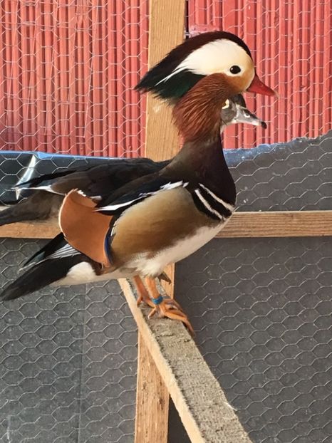 Gicuță - Rațe Mandarine Standard