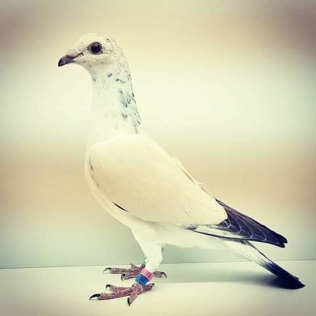  - NU AMI APARTIN 2020