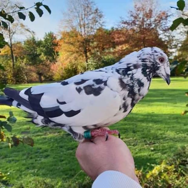  - NU AMI APARTIN 2020