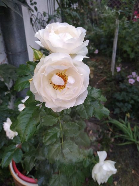  - Jardin des Tuileries