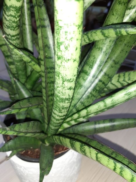  - Sansevieria