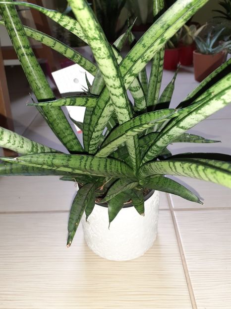  - Sansevieria