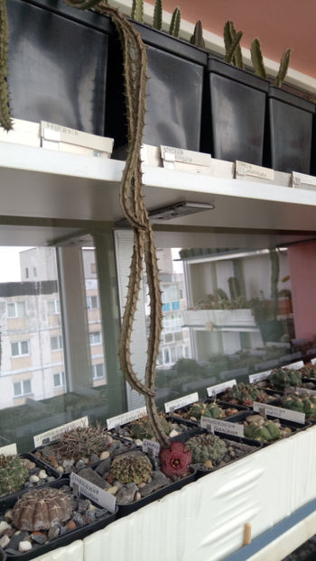 14.02.2020 - Stapelia revoluta v tigrida