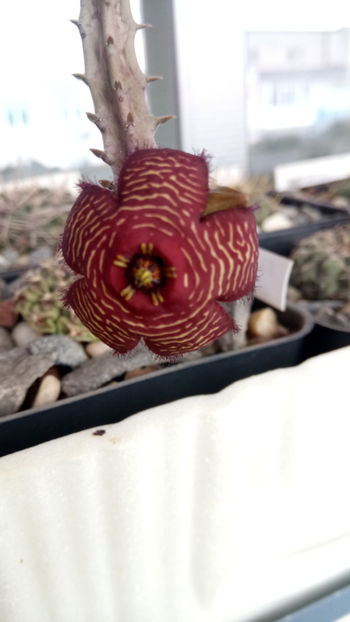 14.02.2020 - Stapelia revoluta v tigrida