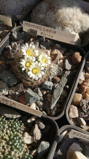 08.02.2020 - Mammillaria picta