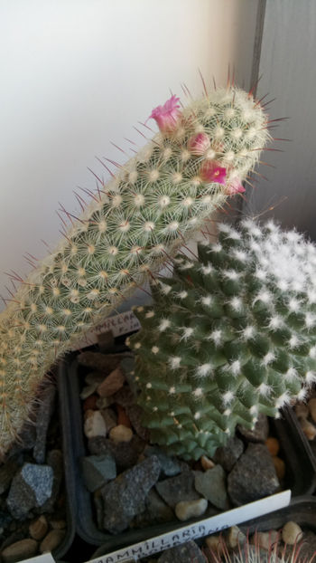 08.02.2020 - Mammillaria microhelia