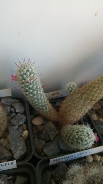 08.02.2020 - Mammillaria microhelia