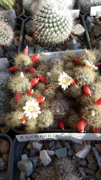 08.02.2020 - Mammillaria prolifera ssp texana