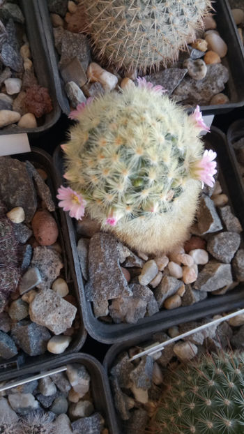 08.02.2020 - Mammillaria carmenae hb