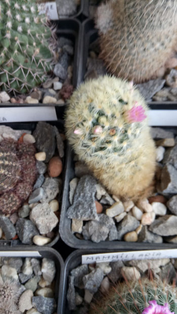 14.02.2020 - Mammillaria carmenae hb