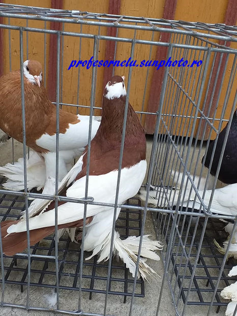  - Pereche roșu - galben