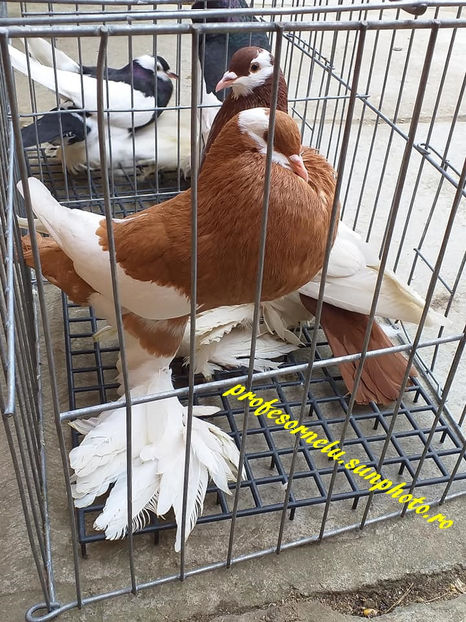  - Pereche roșu - galben