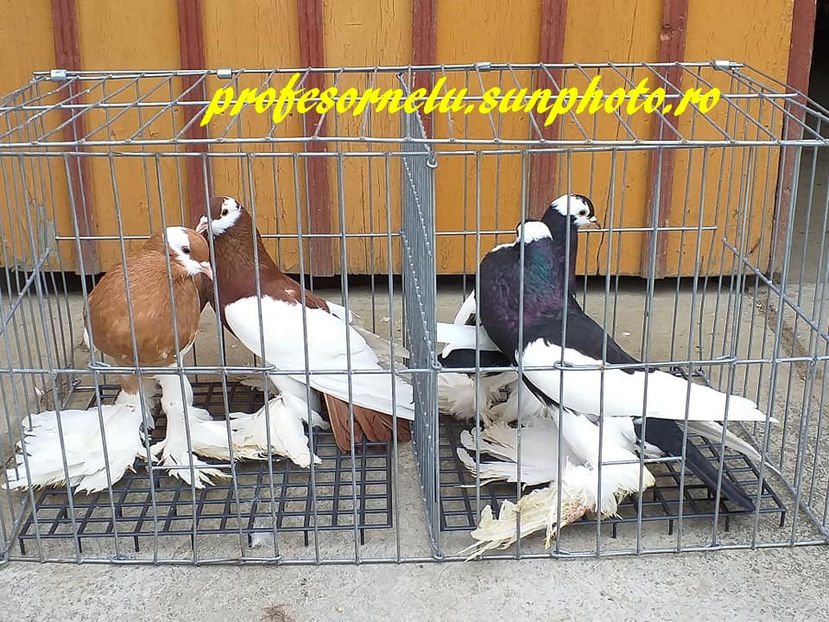  - Pereche roșu - galben