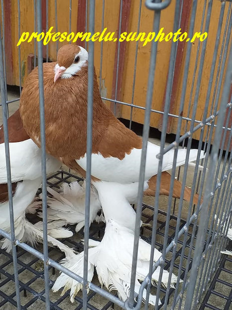  - Pereche roșu - galben