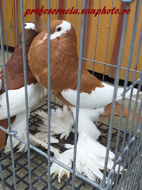  - Pereche roșu - galben