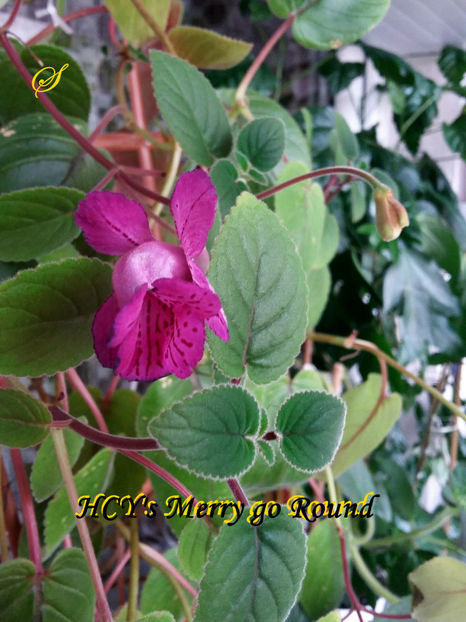 HCY s Merry go Round(14-02-2020) - Sinningii 2020